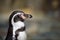 Close up portrait of Humboldt penguin