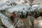 Close up portrait of a hungry crocodile at the crocodile farm