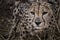 Close up portrait of a hunting cheetah