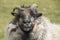 Close up portrait of an icelandic sheep