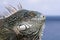 Close up portrait of an iguana head
