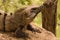 Close up portrait of iguana resting