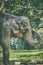 Close up portrait image of elephant