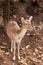 Close up  portrait image of a  fallow deer fawn Dama dama