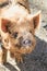 Close up portrait image of a kunekune pig