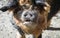 Close up portrait image of a kunekune pig