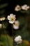 Close up portrait image of white hellebores in natural dark moody setting