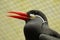 Close up portrait of an Inca Tern