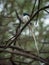 Close-up portrait of an Indian paradise flycatcher