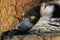 A close up portrait of a indri