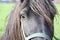 Close-up portrait of an inquisitive black horse