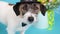 Close-up portrait of a Jack Russell terrier dog gentleman in a hat and bow tie next to to a bouquet of orchids on a blue backgroun