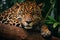 Close up portrait of jaguar lying on a log in the jungle. Panthera onca