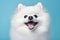 Close-up Portrait of Joyful White Spitz Smiling on Light Blue Background