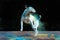 close-up portrait of a jumping bull terrier in bright colors of holi