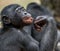 Close up Portrait of a juvenile bonobo. Cub of a Chimpanzee bonobo ( Pan paniscus).