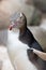 Close up portrait of juvenile yellow eyed penguin