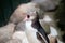 Close up portrait of juvenile yellow eyed penguin opening his mouth