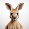 Close-up portrait of kangaroo on minimalistic background.
