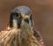 Close-up Portrait of Kestral Looking Right, St Petersburg, Florida