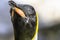 Close up portrait of King's penguin