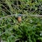 Close-up portrait of Kingfisher lurking on a twig, against a background of a green bushes.