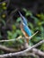 Close-up portrait of kingfisher lurking on a twig, against a background of a green bushes