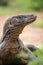 Close up Portrait of Komodo dragon.