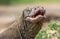 Close up Portrait of Komodo dragon with open mouth.