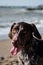 Close up portrait of Kurzhaar. German shorthair breed of hunting dogs. Brown shorthaired pointer is sitting and smiling