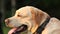 Close up portrait of a labrador