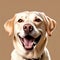 Close-up portrait of a Labrador retriever isolated on plain background. AI generated.