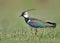 Close up portrait of lapwing in breeding plumage