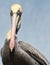 Close up portrait of Large beaked pelican