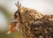 Close-up portrait of large eared eagle owl eating chicken