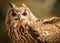 Close-up portrait of large eared eagle owl eating chicken