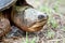 Close up portrait of large Snapping Turtle showing beak like jaws