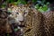 Close up portrait of leopard with intense eyes