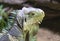 Close up portrait of a lesser Antillean iguana. Igauana delicatissima is a large arboreal lizard endemic to the Lesser