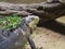 Close up portrait of a lesser Antillean iguana. Igauana delicatissima is a large arboreal lizard endemic to the Lesser