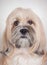 Close up portrait of lhasa apso dog