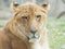 Close up portrait of a liger, lion and tiger hybrid, called liger, looks sadly