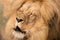 Close-up portrait of lion with closed eyes