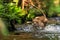 Close-up portrait of a lioness chasing a prey in a creek.