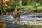 Close-up portrait of a lioness chasing a prey in a creek.