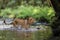 Close-up portrait of a lioness chasing a prey in a creek.