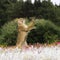 Close-up portrait of a lioness jumping on a meadow full of white and colorful flowers