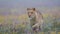 Close-up portrait of a lioness running  in a foggy morning