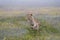 Close-up portrait of a lioness running  in a foggy morning