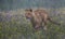 Close-up portrait of a lioness running in a foggy morning through a savanna full of colorful flowers directly to the camera.